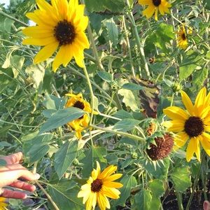 Meet your Posher, Blanca